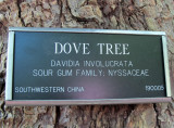 Dove Tree or Davidia involucrata