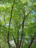 Dove Tree or Davidia involucrata