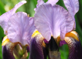 Iris Are Now in Bloom Here