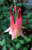 Columbine Blossom - NYU Athletic Center Garden