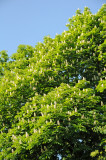 Horse Chestnut Tree Blossoms