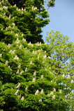 Horse Chestnut Tree Blossoms