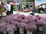 Flowers at the Green Market