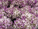 Flowers at the Green Market