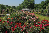 Rose Garden