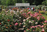 Rose Garden