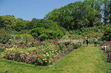 Rose Garden