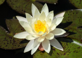 Water Lily