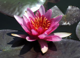 Water Lily