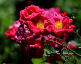 Rose Garden