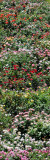 Rose Garden