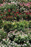 Rose Garden