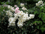 Rose Blossoms