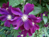 Clematis