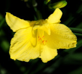 Yellow Lily