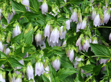 Campanula or Bell Flowers - Greenstreet Garden