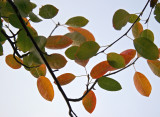 Prunus Tree Foliage