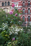 Garden View - Japanese Anenomes & Paradise Roses
