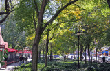 Garden View - Mostly Locust Trees