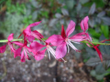 Gaura