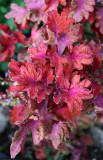 Fall Colors - Coleus