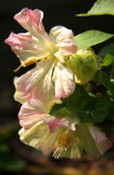 Abutilon - Malva or Flowering Maple