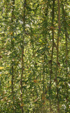 Caragana arborescens - Walker Weeping Siberian Pea Shrub