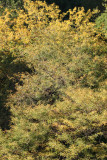 Garden View - Autumn Foliage