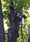 Hawk & Squirrel in an Elm Tree