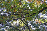 Hawk in an Elm Tree