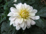 White Dahlia in the Rain