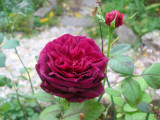 The Prince Rose