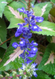 Salvia