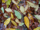 Mostly Elm Tree Sidewalk Foliage in the Rain