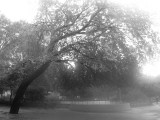 Park View - Foggy Lens