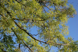 Scholar Tree Foliage with Seed Pods