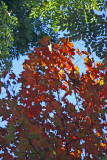 Maple & Scholar Tree Foliage