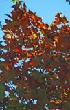 Maple Tree Foliage