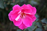 Rose - Conservatory Flower Garden