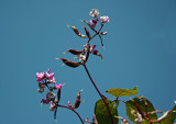 Conservatory Garden - Lala Bean Flowers