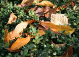 Conservatory Garden - Dogwood Foliage on Boxwood