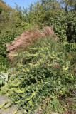 Conservatory Garden - Autumn Grass