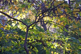 Conservatory Pond - Cercis Foliage