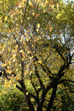 Elm Tree at Maple Hill