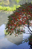 Pond View - Sumac Tree