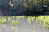 Pond View