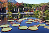 Water Lily Pond
