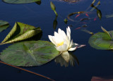 Water Lily Pond