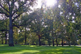 Mostly Chestnut Trees - Shooting into the Sun