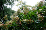 Hydrangea Bush
